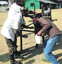 A buffalo being examined at the veterinary camp organised by Army at Darhal