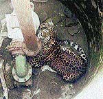 A file photo of the leopard in the borewell