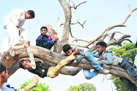 Children enjoy playing on a tree at MA Stadium in Jammu on Thursday.