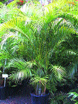 Indoor plants like areca palm are popular with residents in Ludhiana.