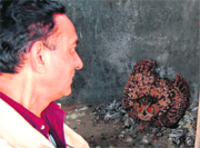 Ashok Joshi, inspector, Society for the Prevention of Cruelty to Animals, shows the rescued owl in Amritsar on Friday. Photo: sameer sehgal