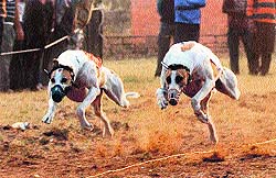 Dogs run during the S Sukhdev Singh Gill Memorial Sports Festival at Phase VIII in Mohali on Friday