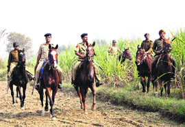 Mounted policemen look for the accused during a combing operation in sugarcane fields near Bond Kalan village of Bhiwani district on Friday.