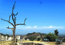 A dead tree atop the Kangra fort overlooking the Dhauladhar mountains.