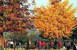 Tourists enjoy leisure moments at Shalimar Bagh in Srinagar