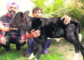 A dairy farmer and animal husbandry official with the calf in Amritsar