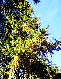 Ginkgobioloba, a rare tree from China that is known for its medicinal value, was planted at Company Garden near Happy Valley, Mussoorie, nearly 75 years ago. It still regales tourists with bright yellow leaves