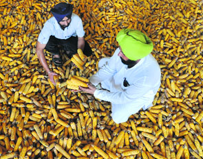 The Seeds Bill seeks to regulate the production, distribution and sale of seeds.