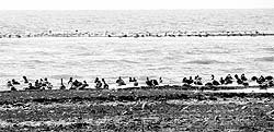 Exotic migratory birds have started thronging the Pong Lake in Kangra district