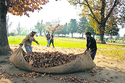 Gardeners collect dry chinar leaves from Nishat Garden in Srinagar. 