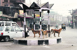 Stray dogs at a traffic police post in Srinagar on Sunday.