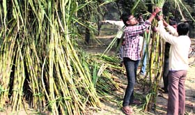 Migrants from Bihar make preparations for Chhat Puja in Jalandhar on Monday.