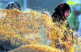 A woman cleans paddy at the New Grain Market in Karnal.