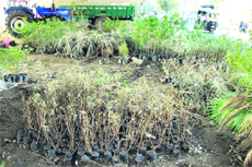 Hundreds of ornamental saplings kept under Lyallpur Khalsa College flyover have not been planted for over four months by the MC in Jalandhar. 