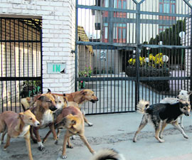 A pack of dogs is seen on Boulevard road in Srinagar.