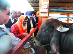Deputy Chief Minister Sukhbir Singh Badal at a cow shelter in Nawanshahr on Monday. 