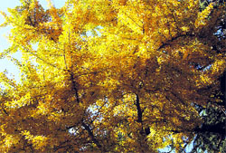 Ginkgobioloba, a rare tree from China, that was planted at Company Garden in Mussoorie 75 years ago.