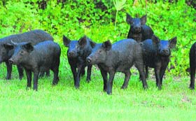 Wild boars at a field in Palampur