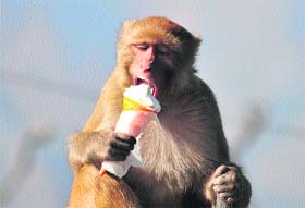 Simian delight: A monkey enjoys an ice cream in Shimla