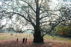 People enjoying a walk in a park in Srinagar.