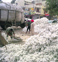 Labourers unloading cotton at a mandi in Bathinda. 