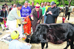 Chief Minister PK Dhumal performs cow puja at Jamali on the occasion of Gopashtami on Wednesday. 