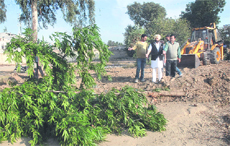 Congress councillor Sushil Rinku and party leader Major Singh take up the issue of felling of trees at Nehru Garden in Jalandhar on Wednesday.