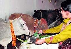 Woman worships a cow on the eve of Gopastami in Jammu on Wednesday
