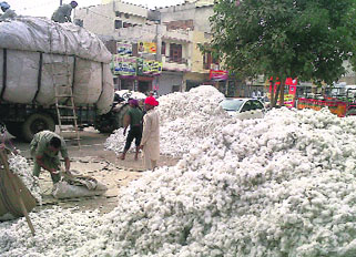 Labourers unloading cotton in Bathinda.