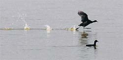 Leaving a trail: Migratory birds have finally arrived in the City Beautiful. They are a sight to behold at Sukhna Lake. Tribune photo: S Chandan