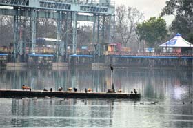 Migratory birds sit at the Asan barrage in Dehradun