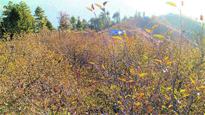 An apple orchard infested with woolly aphid.