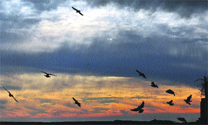 Pigeons fly under dark clouds in Shimla