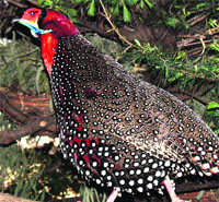 A western tragopan