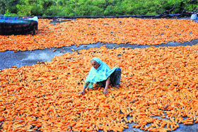 A woman spreads out corn for drying on the outskirts of Jammu.