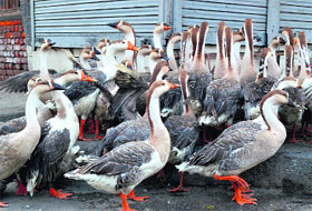 A group of swans at Lal Chowk in Srinagar on Friday.