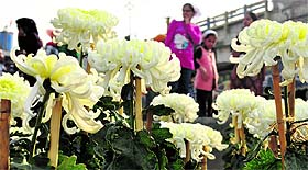 Chrysanthemums on display at Gurdwara Dukh Niwaran Sahib in Ludhiana on Saturday.