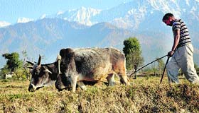 A farmer ploughs his wheat field with his oxen at Sakoh village near Dharamsala on Sunday.