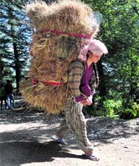 With the onset of winter, a woman carries dry fodder for her livestock.