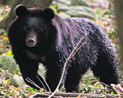 Asiatic black bear.