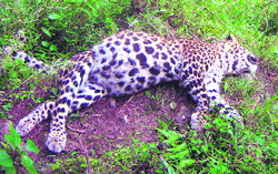 A leopard that was found dead in the Kumaon region recently.
