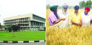 Punjab Agricultural University campus and a scientist educates farmers on selecting quality grain.