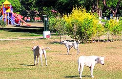 Stray dogs in an unkempt portion of the park
