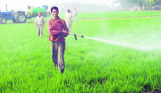 Recently, rice consignments from North India were rejected by the US for having traces of pesticides.