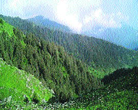 Wooded terrains on the northwestern ranges of Dhauladhars in Chamba district.