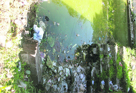 The Devi Talab of the Jwalamukhi temple has turned into a garbage dump, emitting a foul smell.