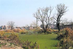 Crying for attention: A view of the Narwara area on the Ali Jan road in Srinagar