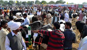 Farmers take part in the district level cattle fair held at village Gurusar Senewala in the district on Thursday.