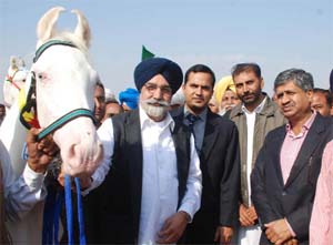 Punjab Education Minister Sikandar Singh Maluka (below) looks at a horse at the fair. Also seen in the picture are MLA from Bathinda Urban constituency Sarup Chand Singla and Bathinda Deputy Commissioner KK Yadav