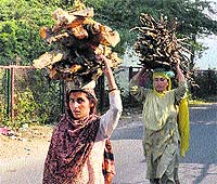 Women carry firewood for kitchen use due to LPG shortage in Jammu